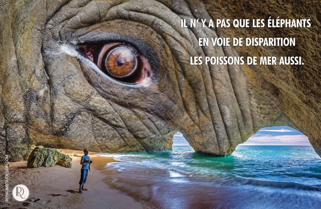 éléphant regard sur la mer